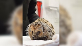 Neun Igel sind in einer Papiertonne in Freiburg ausgesetzt worden. Das Freiburger Tierheim hat sie aufgenommen und päppelt sie auf.