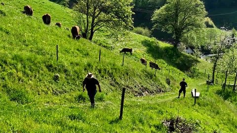 Biorinder auf einer Weide im Münstertal, die sich in steileren Lagen befindet.