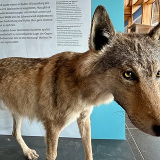 Ein ausgestopfter Wolf wird in einer Dauerausstellung  im Haus der Natur in Feldberg (Kreis Breisgau-Hochschwarzwald) ausgestellt. 