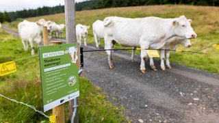 Ein Schild mit der Aufschrift "Achtung Weidetiere unterwegs!" weist auf die Verhaltensregeln innerhalb der durchwanderbaren Weideflächen hin. Im Hintergrund stehen Rinder. 