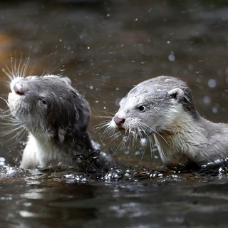 Junge Fischotter (Symbolbild)