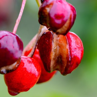 Eine gespaltene Kirschen hängen im Regen auf einer Plantage an einem Kirschbaum.