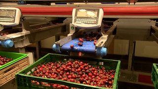 In Efringen-Kirchen sortiert eine neue Maschine die Kirschen nun auch nach Qualität.
