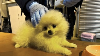 Zwergspitz-Welpen wirken mit ihren Kulleraugen besonders niedlich. Bei einer Kontrolle der Grenzpolizei in der Oberpfalz entdeckte man im November 2024 einen illegalen Welpentransport. 