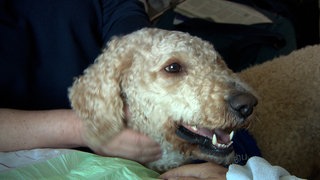 Ein cremefarbener Hund mit lockigem Fell und braunen Augen. Balou ist der erste Therapiehund auf einer Intensivstation.