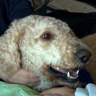 Ein cremefarbener Hund mit lockigem Fell und braunen Augen. Balou ist der erste Therapiehund auf einer Intensivstation.