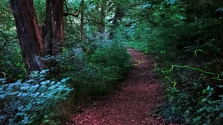 Glühwürmchen ziehen mithilfe einer Langzeitaufnahme eine Leuchtspur durchs Bild. Besonders im Juni und Juli fliegen die Leuchtkäfer. Beobachten kann man sie besonders gut an Waldrändern und im hohen Gras. 