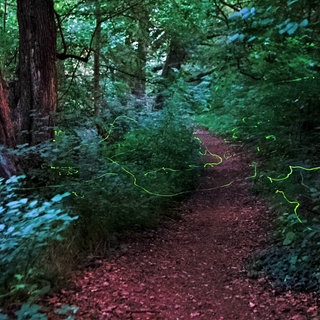 Glühwürmchen ziehen mithilfe einer Langzeitaufnahme eine Leuchtspur durchs Bild. Besonders im Juni und Juli fliegen die Leuchtkäfer. Beobachten kann man sie besonders gut an Waldrändern und im hohen Gras. 