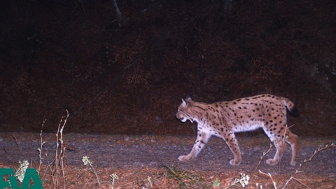 Luchs Wilhelm nachts im Tal St. Wilhelm.