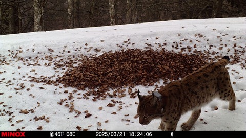 Der Luchs Wilhelm im Schnee in einer Fotofalle.