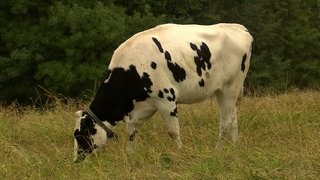 Mit GPS-Halsband ausgestattetes Rind grast auf der Weide.