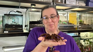 Anke Bühler hält die Haut einer Vogelspinne.