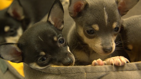 Diese Chihuahuas wurden in Oberndorf in einem Pappkarton gefunden