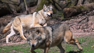 In manchen Teilen Deutschlands könnten Wölfe schon bald wieder gejagt werden. Die CDU fordert das auch für Baden-Württemberg.