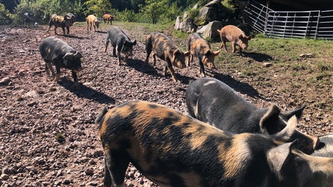Mehrere gefleckt, rostrote und schwarze Schweine laufen über eine aufgewühlte Grasfläche. Hinter ihnen beginnt der Wald.