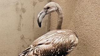 Der Flamingo ist vorübergehend beim Tierschutzverein Markgräflerland zu Gast 