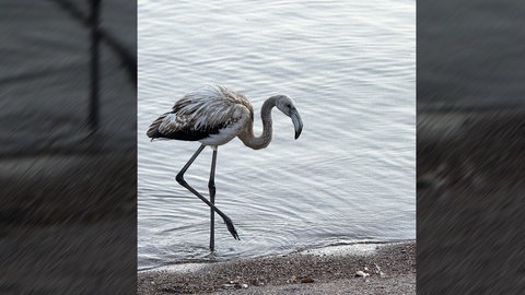 Ein grau gefiederter junger Flamingo steht am Ufer des Titisees im Schwarzwald. Es ist nicht bekannt, woher er kommt.