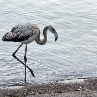 Ein grau gefiederter junger Flamingo steht am Ufer des Titisees im Schwarzwald. Es ist nicht bekannt, woher er kommt.