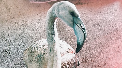 Flamingo vom Titisee vorübergehend in der Obhut des Tierschutzvereins Markgräflerland