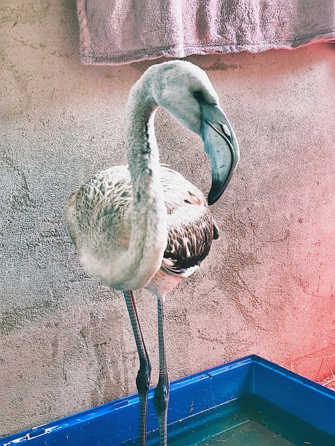 Flamingo vom Titisee vorübergehend in der Obhut des Tierschutzvereins Markgräflerland