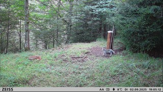 Eine Wildkatze, von einer Wildkamera aufgenommen