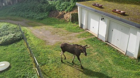 Ein Elch streift aktuell durchs Kinzigtal
