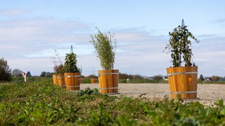 Blumenkübel auf einem geschotterten Platz auf dem Areal der Firma Herrenknecht in Schwanau