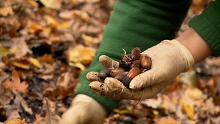 Eicheln ernten im Wald bei Appenweier - daraus sollen tausende neue Eichen wachsen