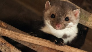 Ein Marder lugt aus Gebälk hervor