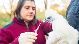 Der Basler Zoo hat fast 300 Wildvögel gegen die Vogelgrippe geimpft.