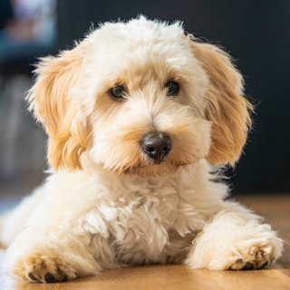 Maltipoo-Welpe (Symbolbild): wurden in einem Weihnachtszirkus Hunde misshandelt? 