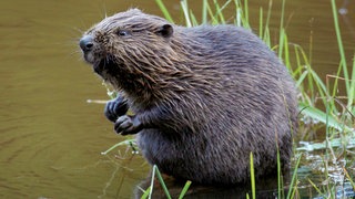Biber am Gewässerrand