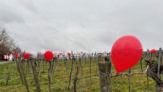 Rote Ballons am Batzenberg bei Schallstadt