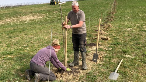 Christian Fin, Außenbereichsleiter des Weinguts Blankenhorn in Schliengen (Kreis Lörrach) pflanzt mit einer Mitarbeiterin einen von 30 Bäumen. Sie sollen gemeinsam mit 200 Sträuchern und 2.100 Rebstöcken das Mikroklima auf dem Rebgelände verändern