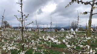 Blühende Kirschbäume im Ortenaukreis: Obstbauern machen sich wegen der kalten Temperaturen Sorgen um ihre Ernte. 