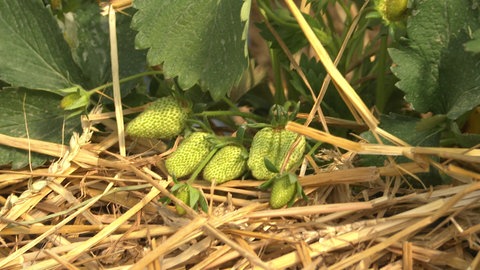 Noch unreife Erdbeeren an Erdbeerpflanze. 
