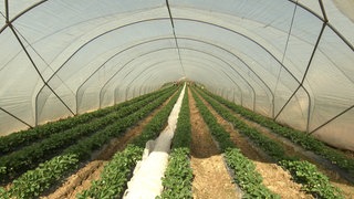 Ein Erdbeertunnel in de Ortenau.