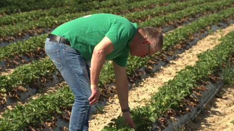 Obstbauer Karl-Wendelin Spinner mit seinen Erdbeeren unter Mulchfolie.