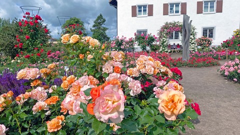 Ein farbenfrohes großes Blumenbeet mit Rosensträuchern steht vor einem Haus in Nöggenschwiel. Eins der Dörfer im Modellprojekt der Schwarzwald Tourismus