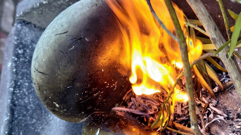 Mit Feuer und Steineibenblättern wird Steinzeit-Kleber hergestellt