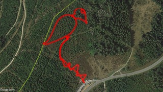 Pfad mit Spechtsilhouette im Nationalpark Schwarzwald