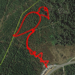 Pfad mit Spechtsilhouette im Nationalpark Schwarzwald