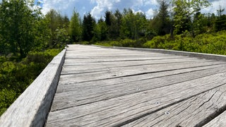 Auf dem Spechtpfad Baiersbronn führt ein Holzweg durch den Nationalpark Schwarzwald | SWRTim Richter
