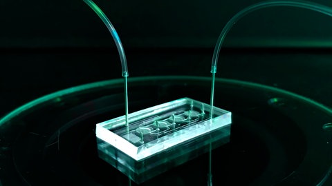 Das Organ-on-Chip-System ist eine Alternative zu Tierversuchen, die von Tübinger Forschern stammt.: Hier werden Zellgewebe auf einem Chip sensorisch gesteuert. Die Gewebe-Modelle nehmen die Eigenschaften von tierischen Organen an und können Versuchstiere ersetzen.