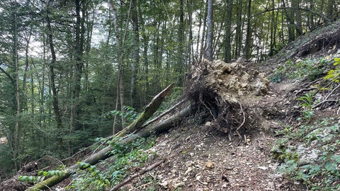 Ein Baum auf einem ausgewiesenen Biosphärenwanderweg durch die Kernzone versperrt den Waldweg. 