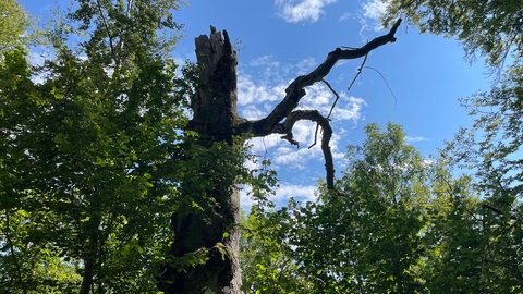 Abgestorbenes Holz in einem Waldgebiet bei Schelklingen: In den umliegenden Ortschaften regt sich Protest gegen die Erweiterung - weitere Kernzonen - des Biosphärengebiets Schwäbische Alb. 