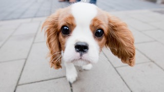 Ein Hund schaut in die Kamera des Fotografen: In Trossingen wurden Hundebesitzer kontrolliert, ob sie Hundesteuer für ihr Tier bezahlen. 