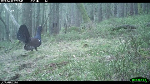Ein Auerhahn balzt mit aufgestelltem Stoß und erhobenem Kopf im Nationalpark Schwarzwald, um Hennen anzulocken.