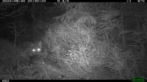 Ein Luchs kauert nachts im Nationalpark Schwarzwald über einem Reh, das er gerissen hat.