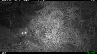 Ein Luchs kauert nachts im Nationalpark Schwarzwald über einem Reh, das er gerissen hat.
